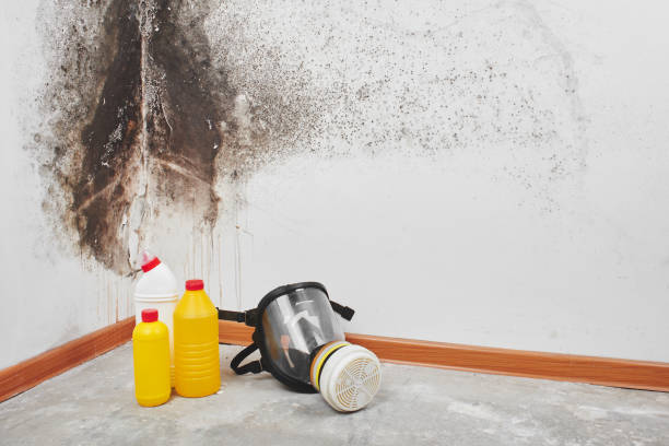 Best Fast Mold Removal  in Nolensville, TN