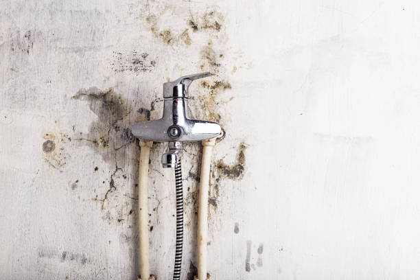 Best Same-Day Mold Removal  in Nolensville, TN