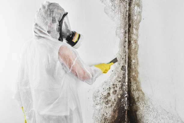 Best Toxic Mold Removal  in Nolensville, TN