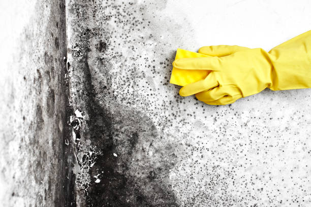 Best Mold Cleaning Services  in Nolensville, TN