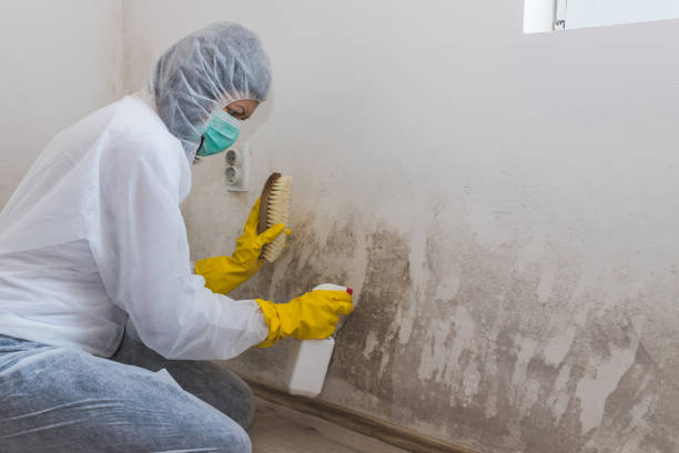 Best Home Mold Removal  in Nolensville, TN