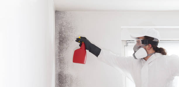 Best Local Mold Removal Service  in Nolensville, TN