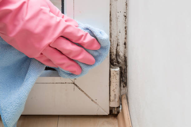 Nolensville, TN Mold Removal Company