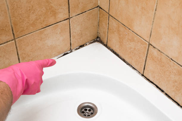 Best Commercial Mold Removal  in Nolensville, TN